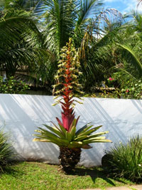 image of bromeliad