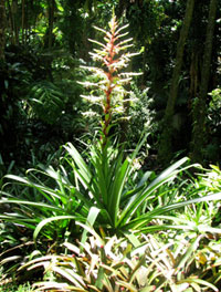 image of bromeliad genre