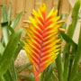 image of aechmea