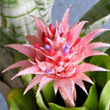 image of bromeliad