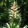 image of bromeliad