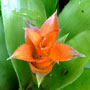 image of bromeliad