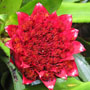 image of bromeliad