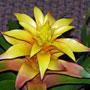 image of bromeliad