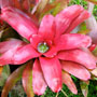 image of bromeliad