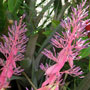 image of bromeliad